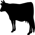 Cow 4