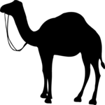 Camel 6