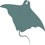 Manta Ray 2