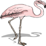 Flamingo 17