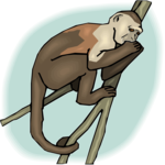 Monkey 16