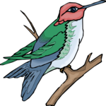 Hummingbird 10