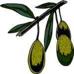 Olives on Branch