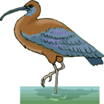 Ibis 1