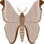 Moth 54
