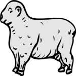 Sheep 09