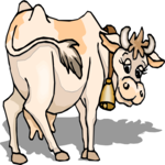 Cow 31