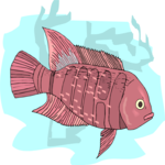 Cichlid