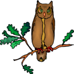 Owl 24