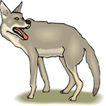 Coyote 6