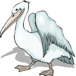 Pelican 22