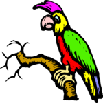 Parrot 24