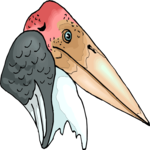 Marabou Stork - Head