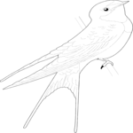 Sparrow 04