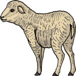 Sheep 13