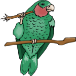 Parrot - Amazon