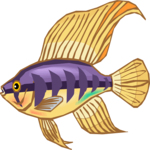 Cichlid - Dwarf 4