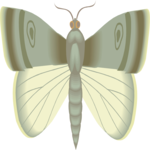 Moth 03
