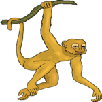 Monkey 15