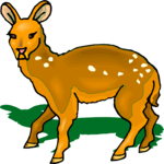 Deer 31