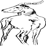 Antelope 12