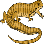 Lizard 30