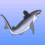 Shark 31