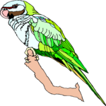 Parakeet - Mustached