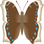 Moth 16
