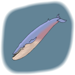 Whale - Blue
