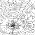 Spider Web 2