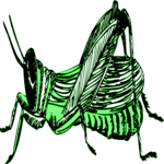 Grasshopper 12