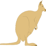 Kangaroo 02