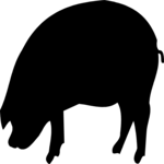 Pig 02