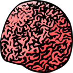 Coral - Brain