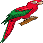Parrot 16