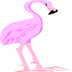 Flamingo 08