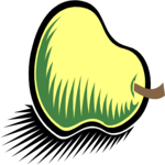 Pear 04