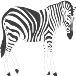 Zebra 05
