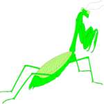 Praying Mantis 1