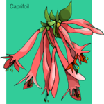 Caprifoil