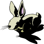 Rabbit 07