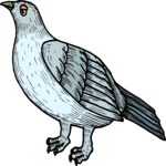 Bird 081