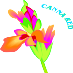 Canna Red