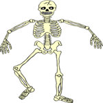 Skeleton 17
