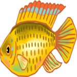 Cichlid - Dwarf 3