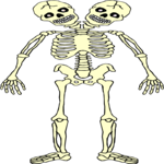 Skeleton 15