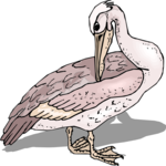 Pelican 21