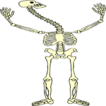 Skeleton 14
