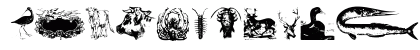 Zoological Regular Preview